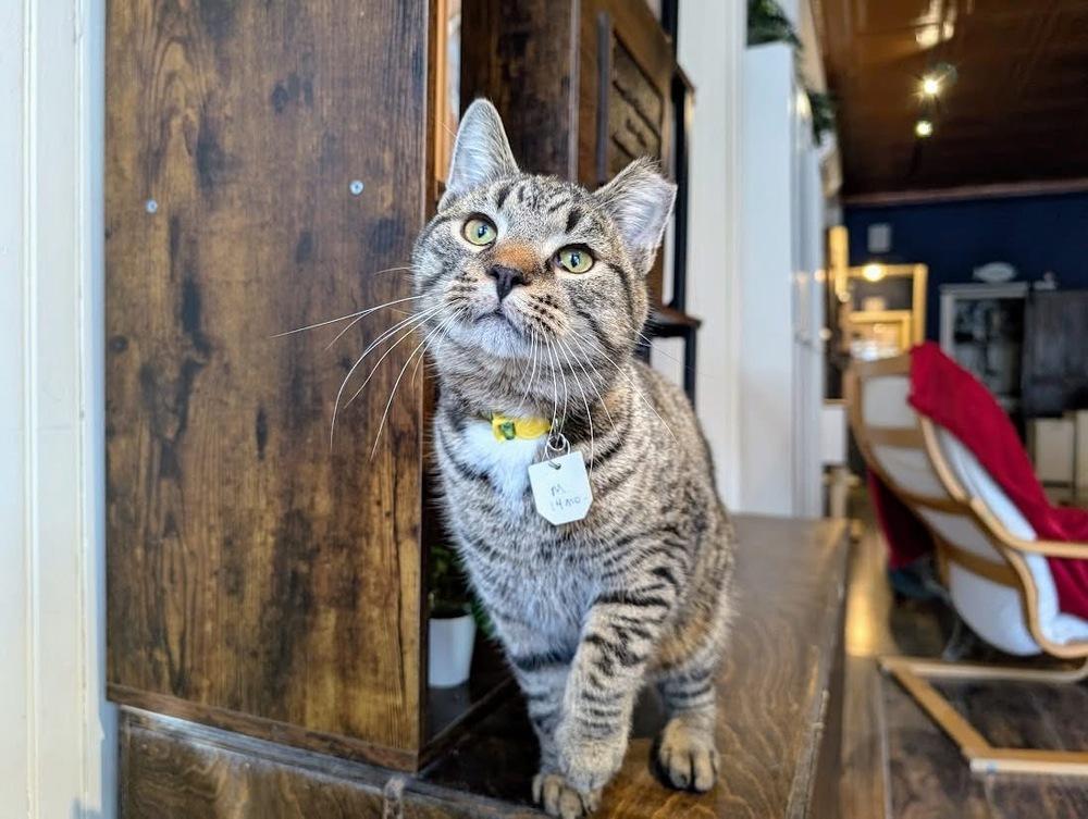 Jethro, a Adoptable Domestic Short Hair in Lewisburg, PA image 4/5