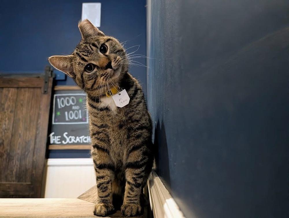 Jethro, a Adoptable Domestic Short Hair in Lewisburg, PA image 5/5