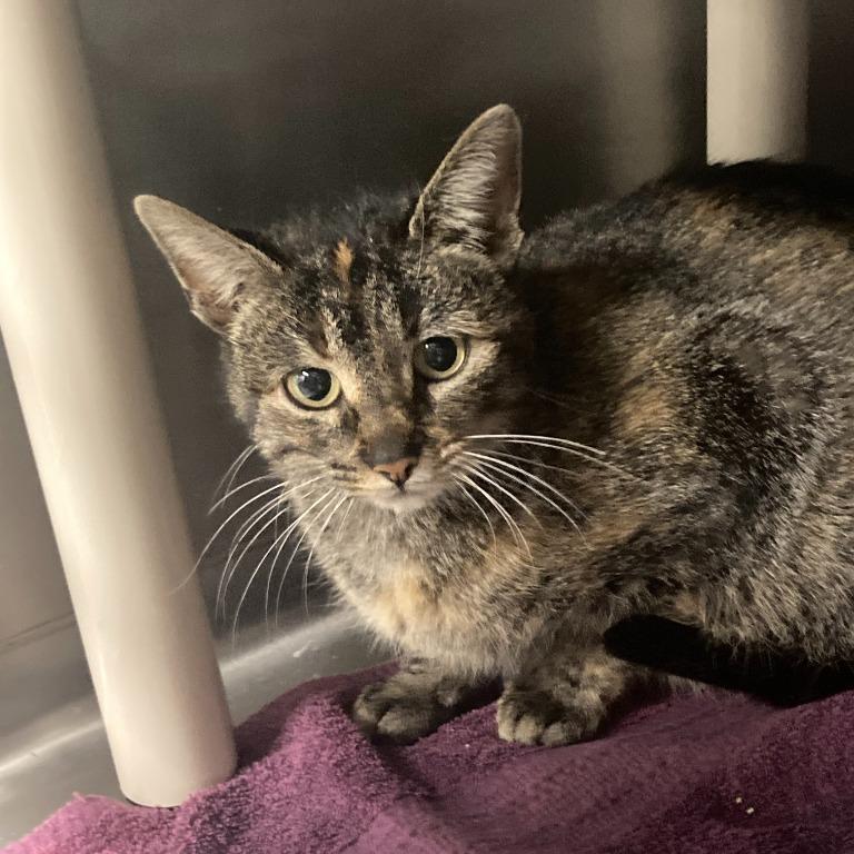 Sangria, Adoptable, Adult Female Domestic Short Hair.