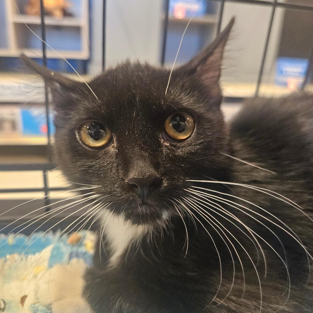 Vinny, Adoptable, Kitten Female Domestic Short Hair.
