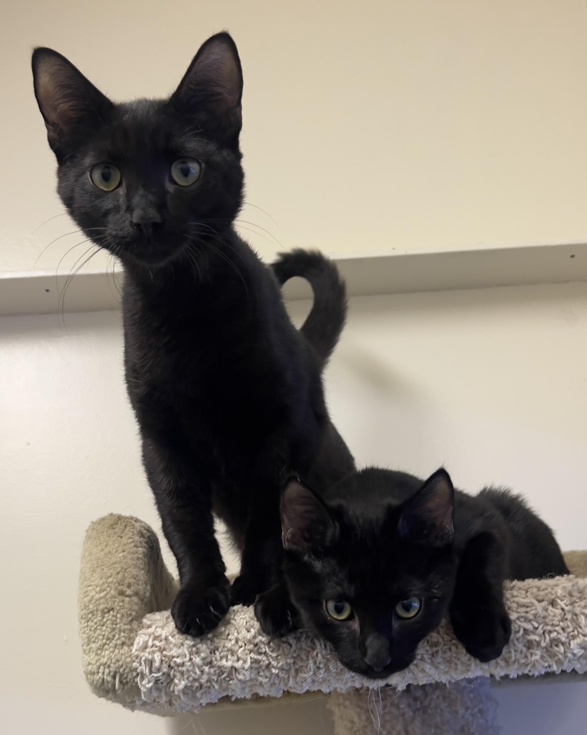 Enlarge Roswell, a Adoptable Domestic Short Hair in Los Angeles, CA image 4/6
