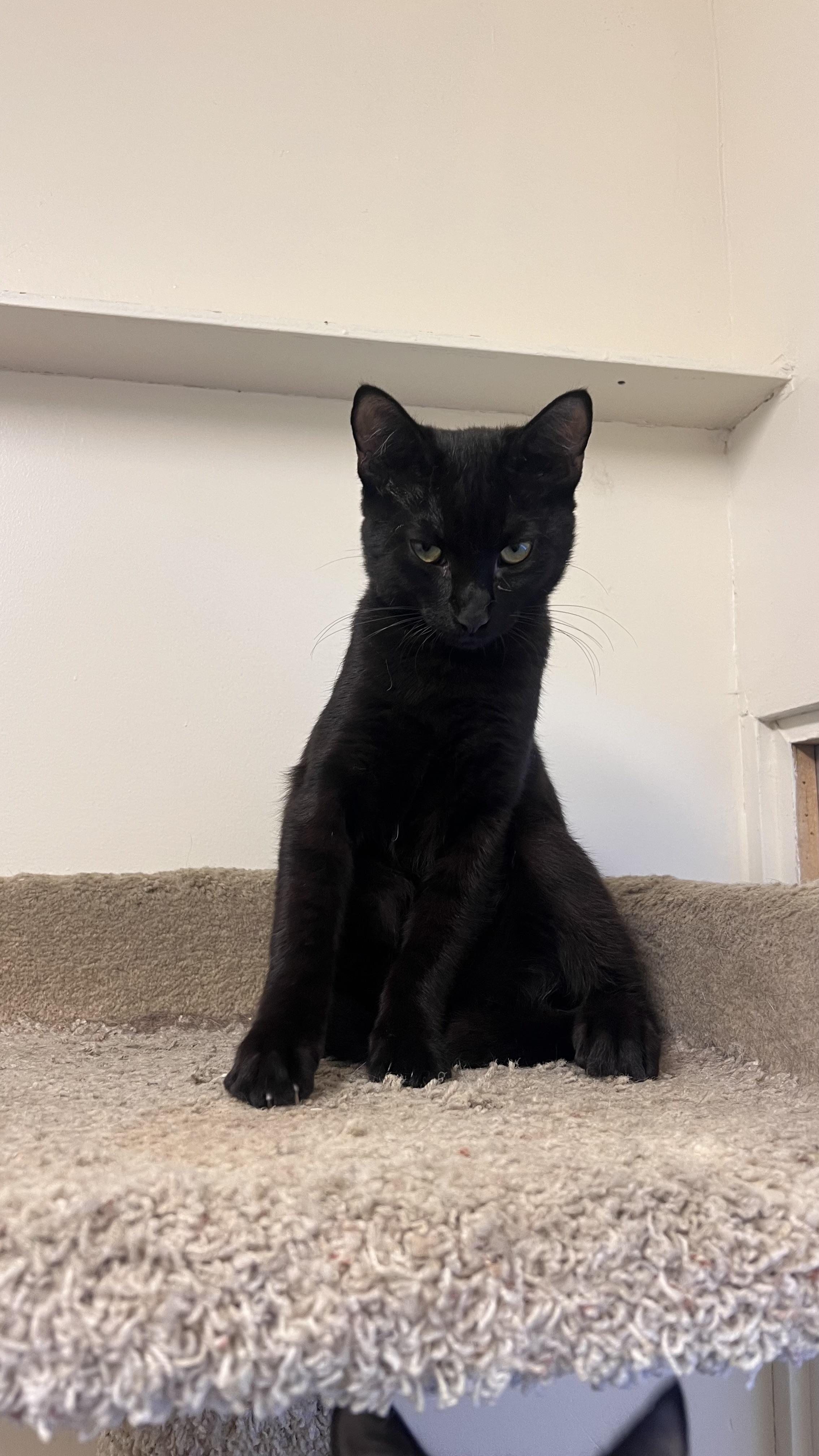 Enlarge Roswell, a Adoptable Domestic Short Hair in Los Angeles, CA image 6/6