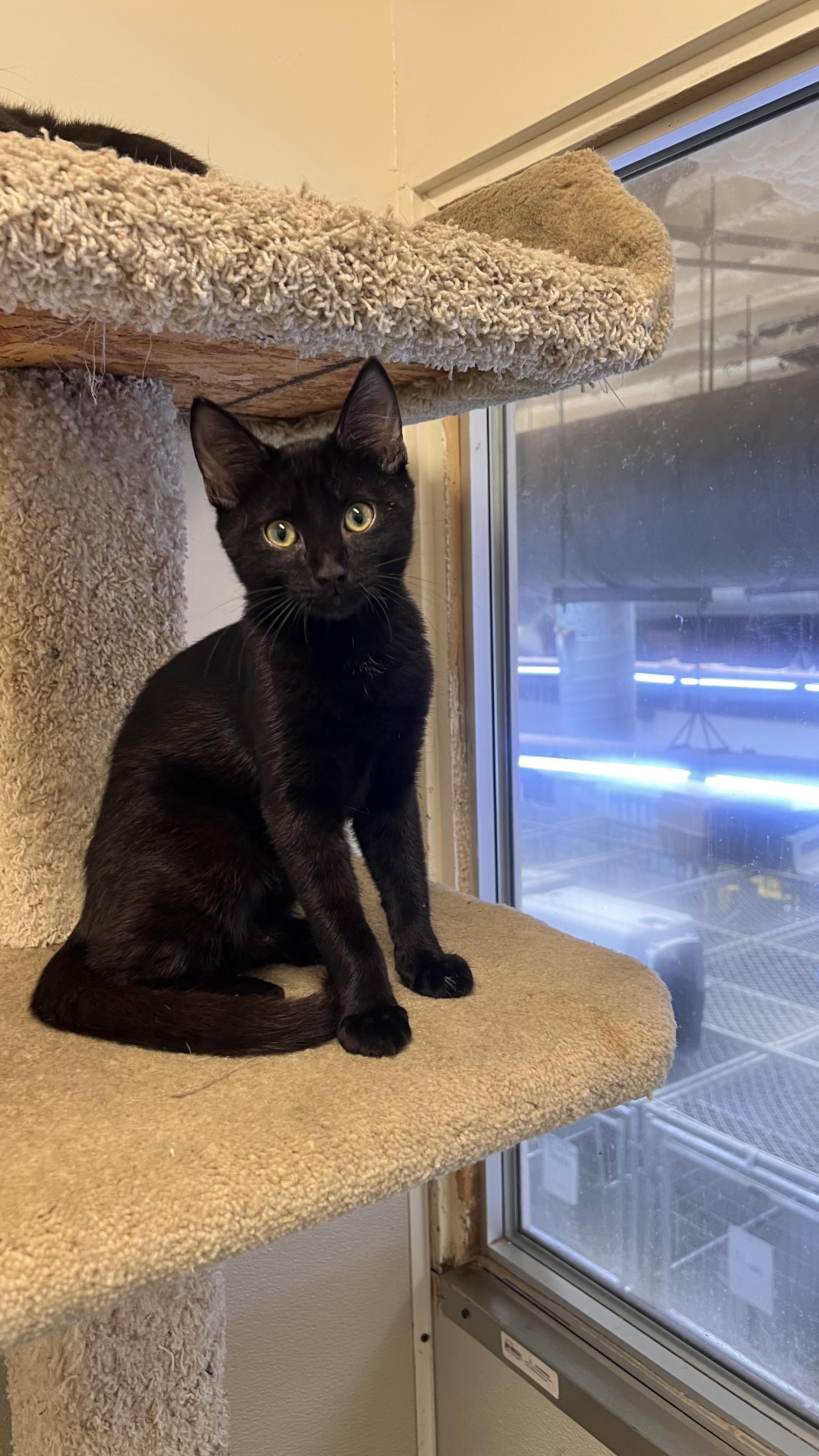Roswell, Adoptable, Kitten Male Domestic Short Hair.