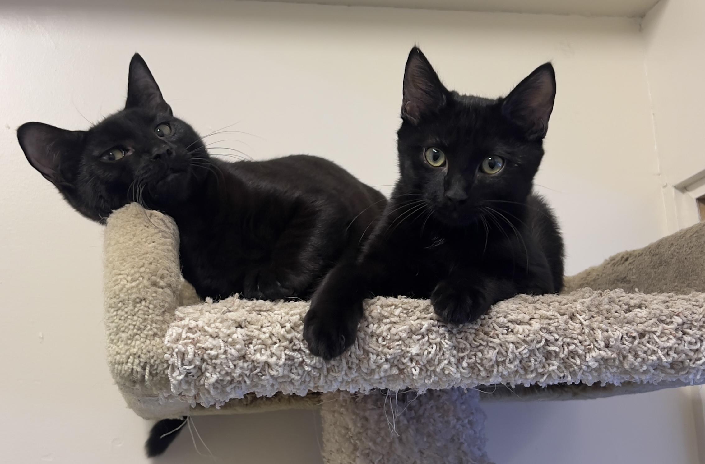 Enlarge Roswell, a Adoptable Domestic Short Hair in Los Angeles, CA image 5/6