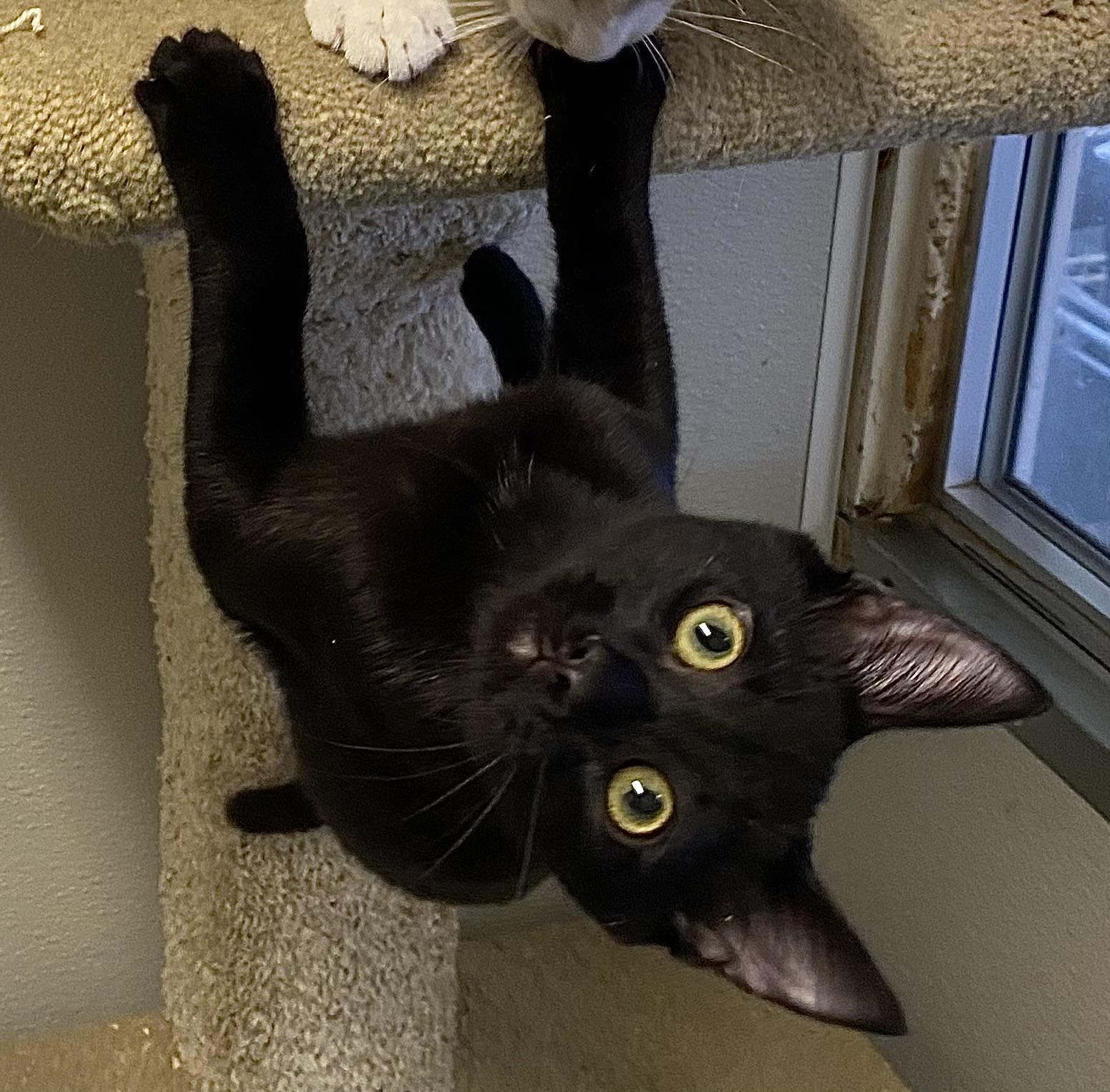 Enlarge Roswell, a Adoptable Domestic Short Hair in Los Angeles, CA image 3/6