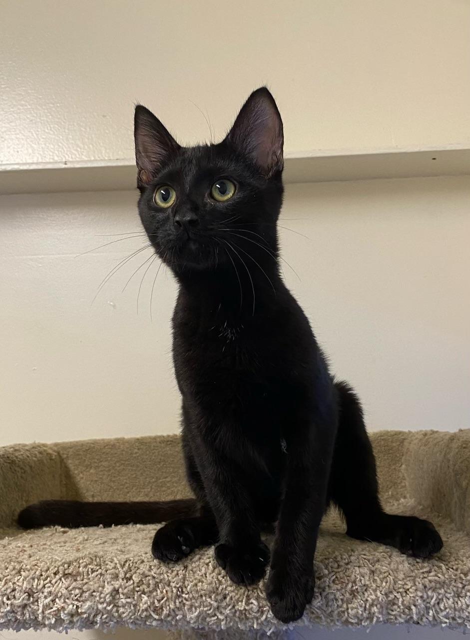 Enlarge Roswell, a Adoptable Domestic Short Hair in Los Angeles, CA image 2/6
