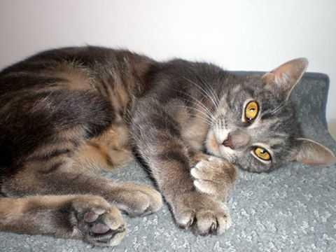 Enlarge Baby Girl, a Adoptable Domestic Short Hair in Campobello, SC image 1/1