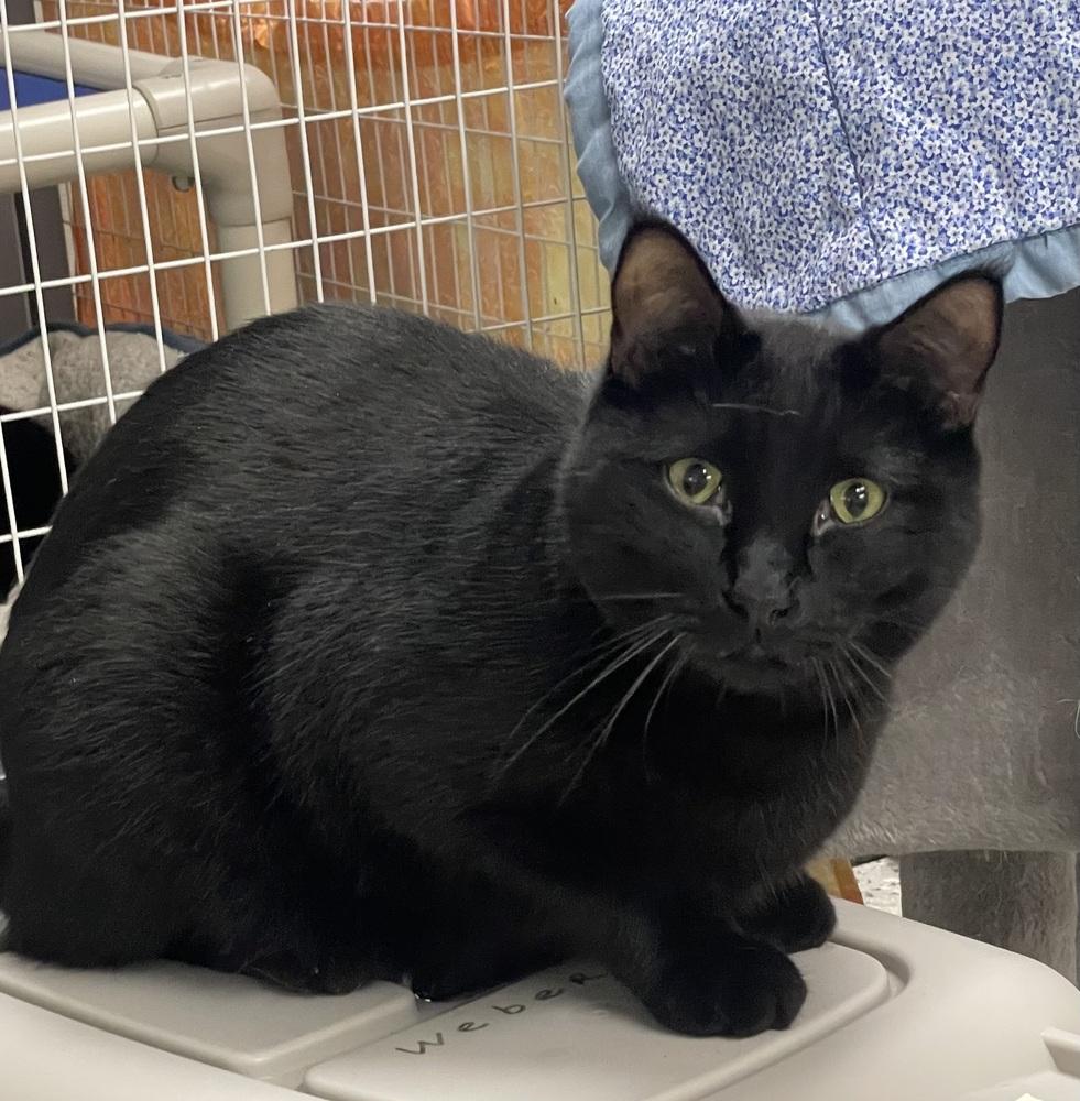 Enlarge Billy (Gumbo), a Adoptable Domestic Short Hair in Fort Walton Beach, FL image 2/4