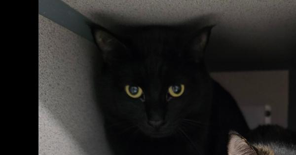 Billy (Gumbo), Adoptable, Adult Male Domestic Short Hair.