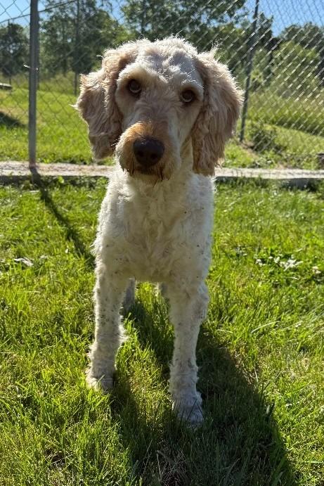 Molly, Adoptable, Adult Female Mixed Breed.