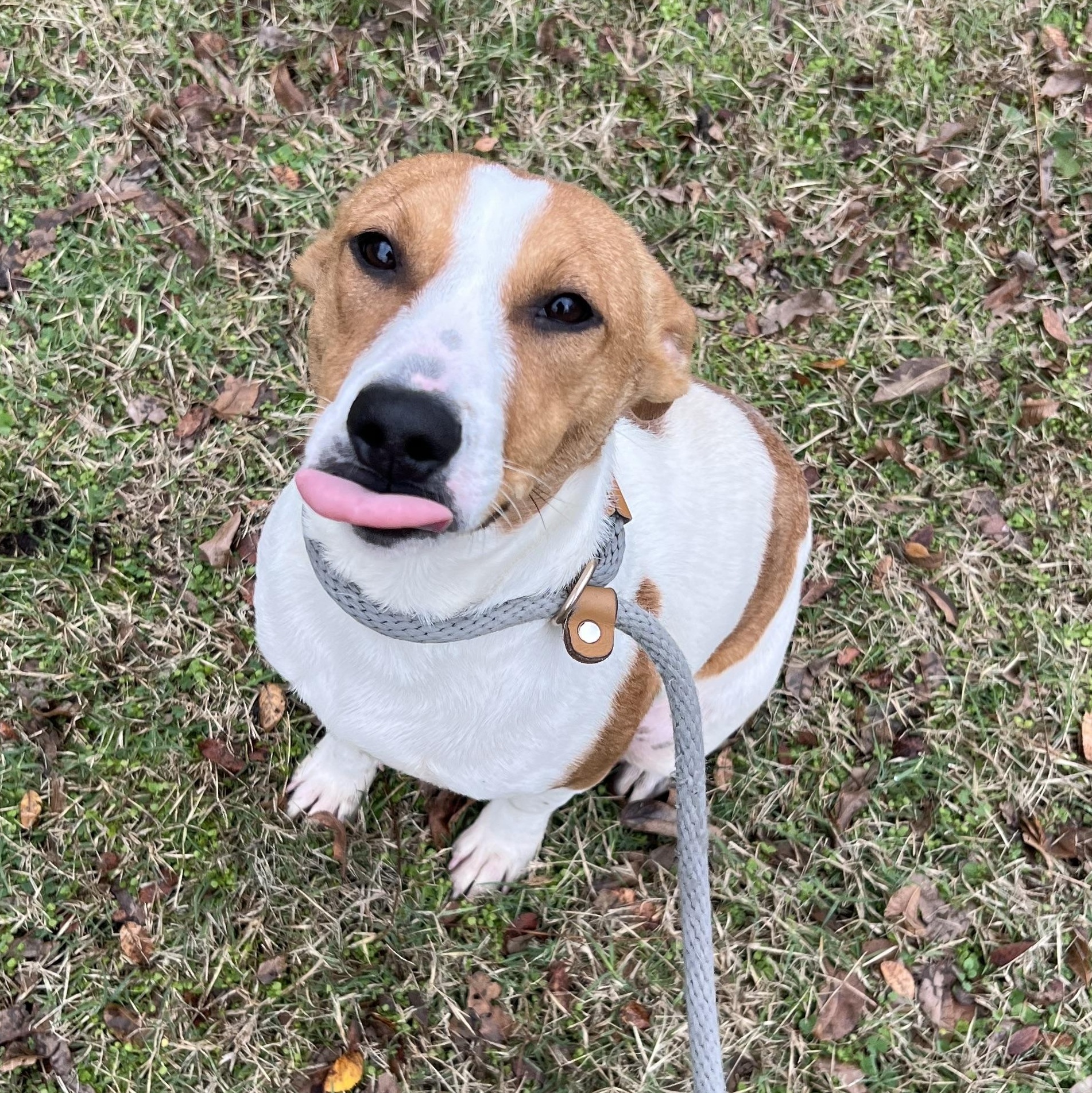 Sophie, a Adoptable mixed breed in Sherman, TX image 4/4