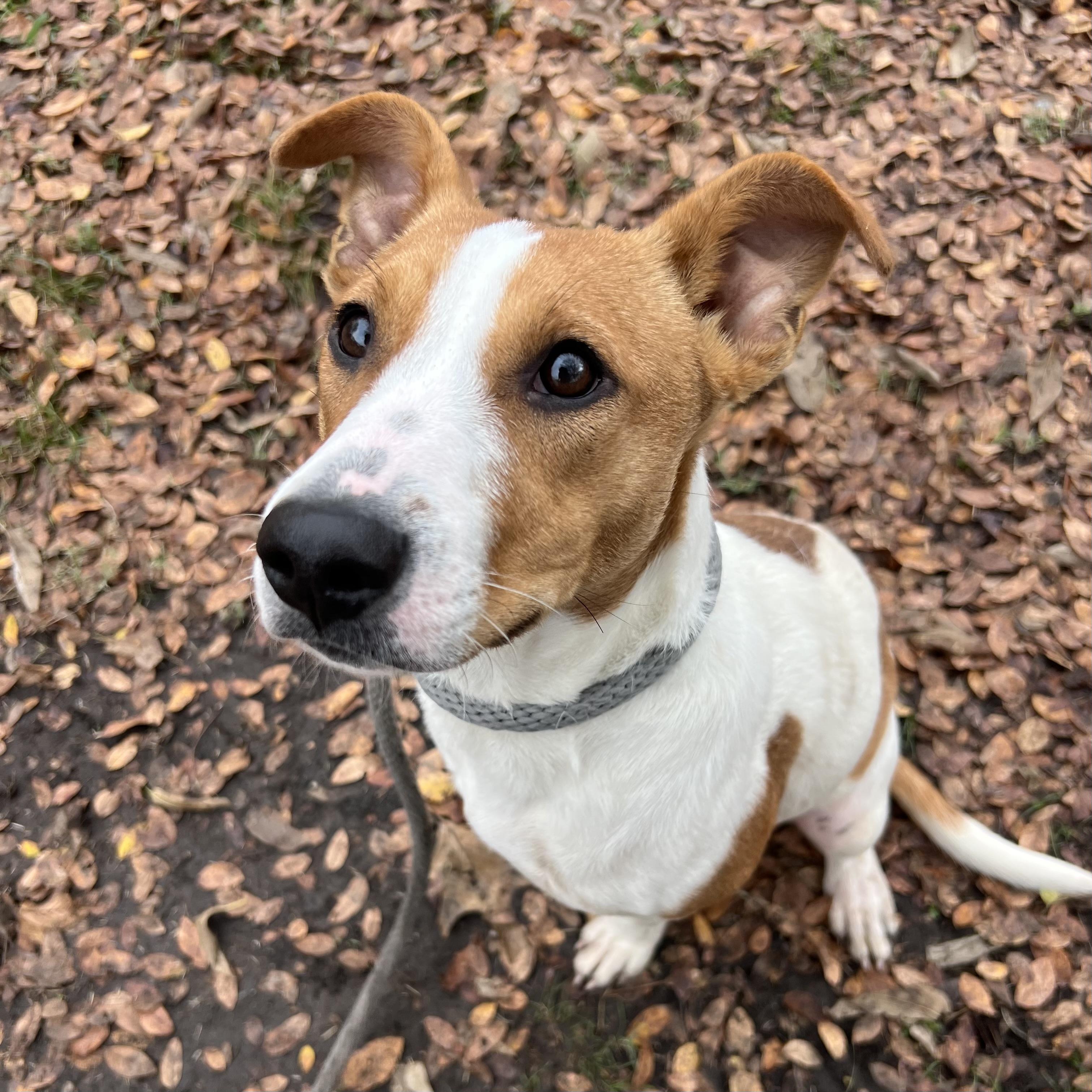 Sophie, a Adoptable mixed breed in Sherman, TX image 1/4