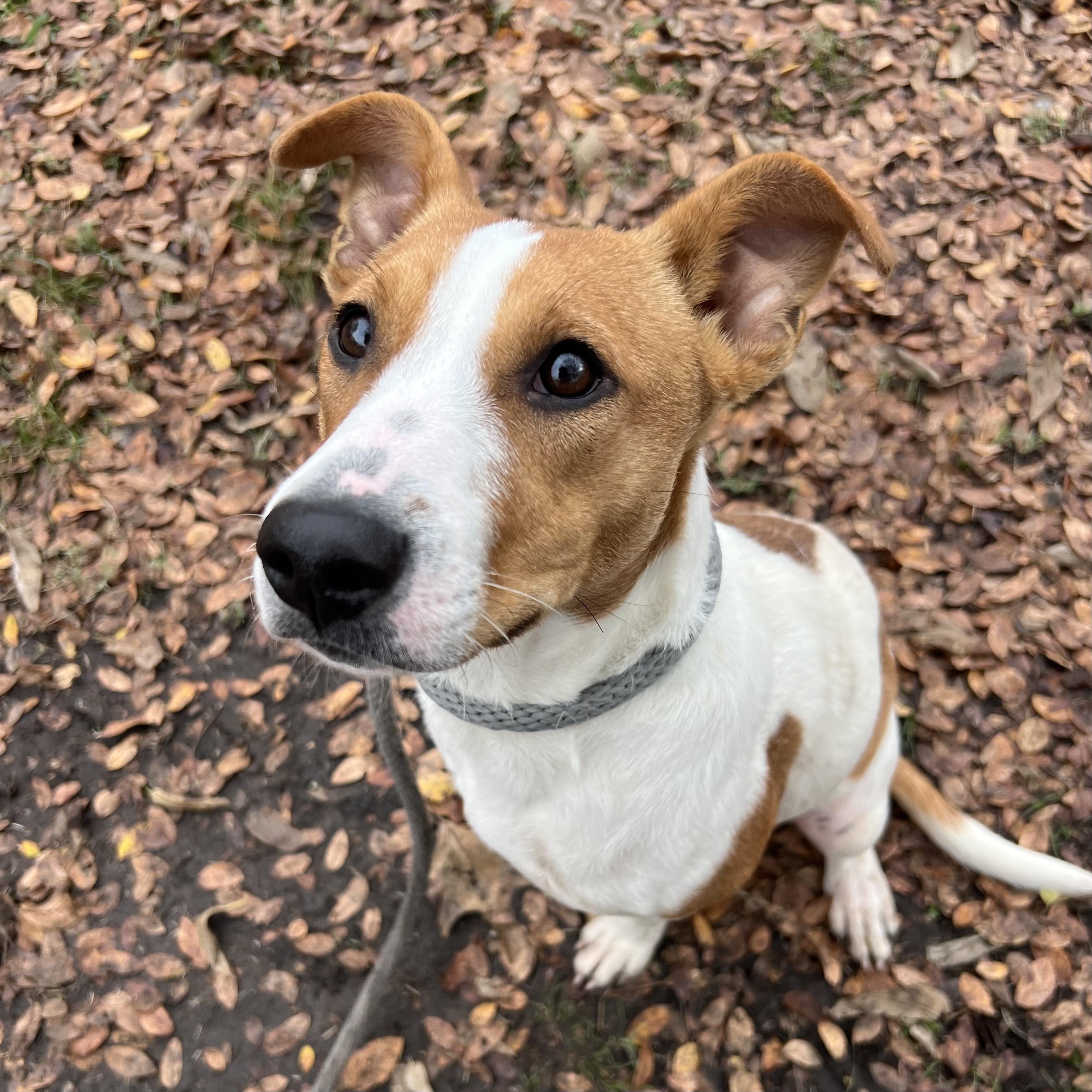 Enlarge Sophie, a Adoptable mixed breed in Sherman, TX image 1/4