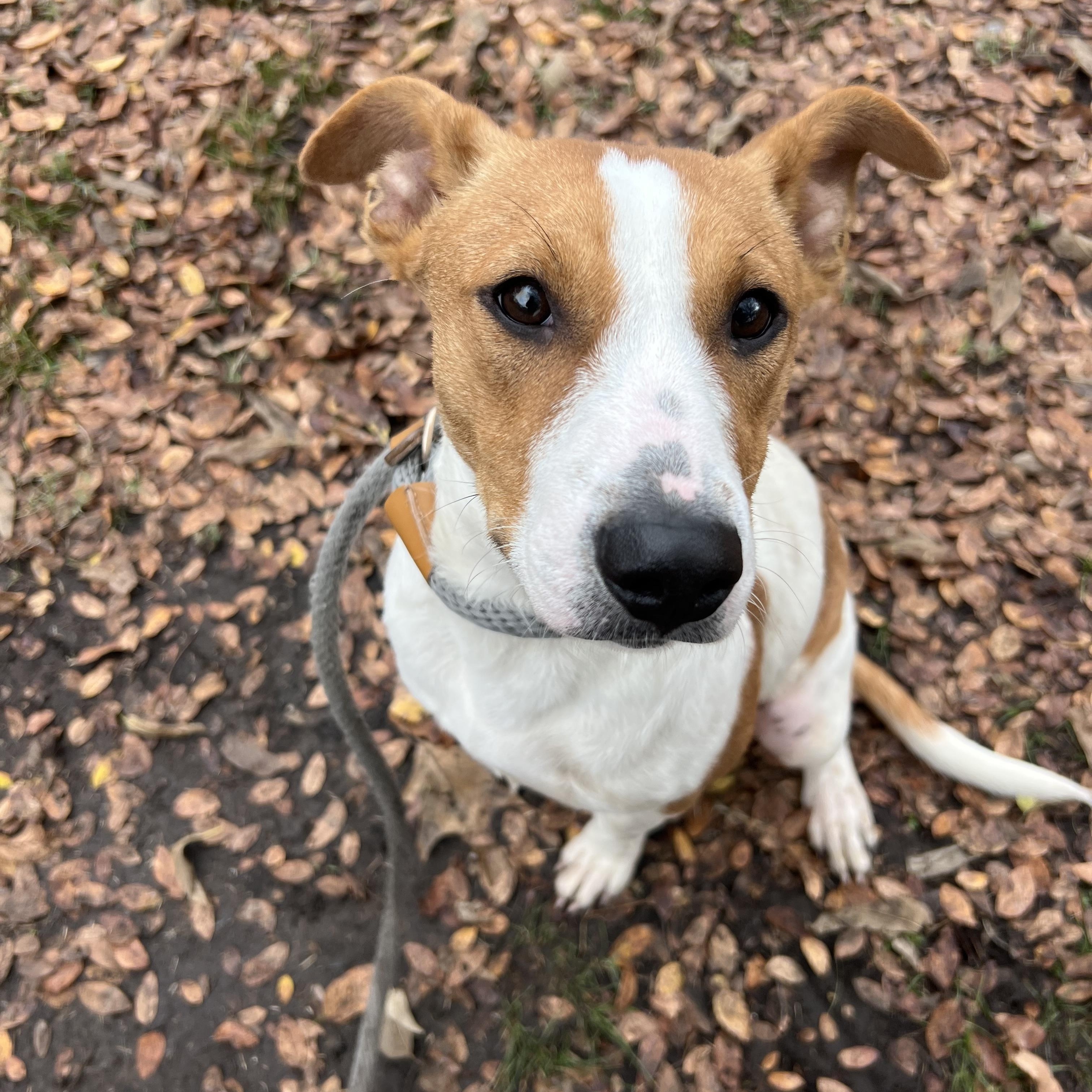 Enlarge Sophie, a Adoptable mixed breed in Sherman, TX image 2/4