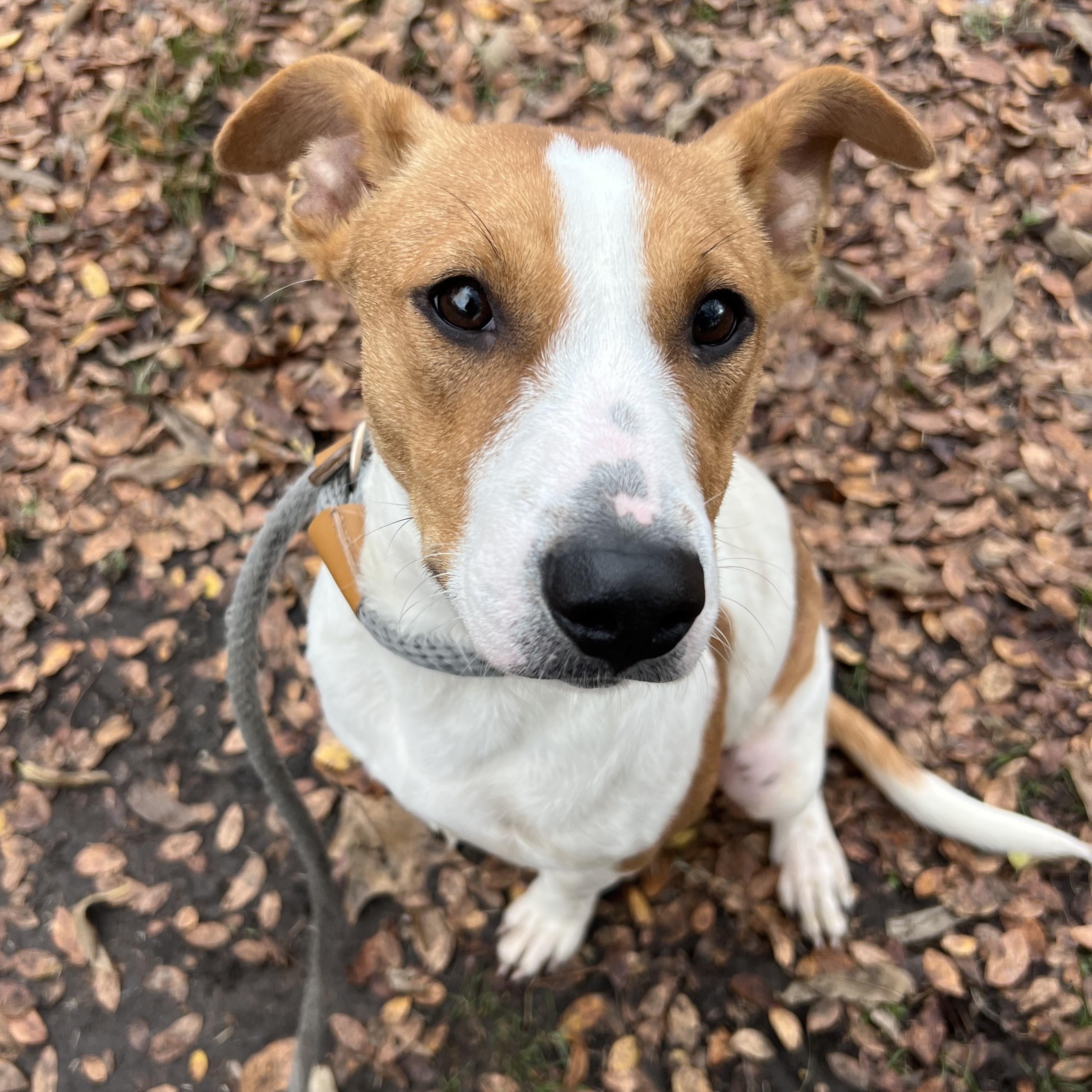 Sophie, a Adoptable mixed breed in Sherman, TX image 2/4