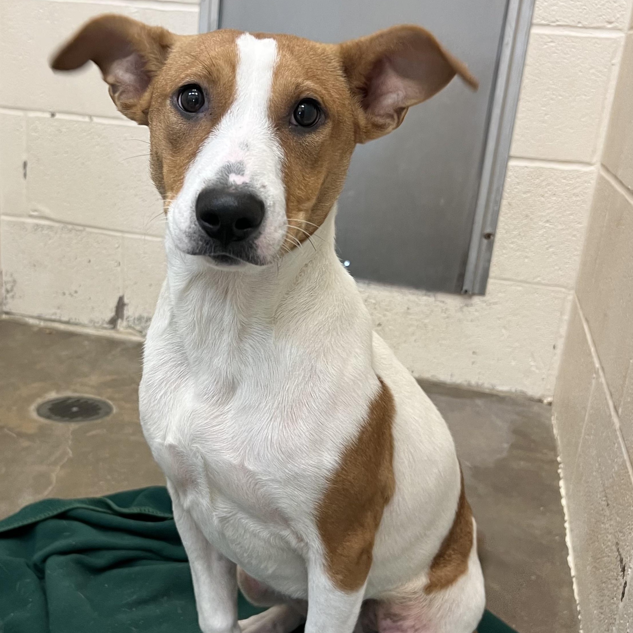 Sophie, Adoptable, Young Female Terrier.