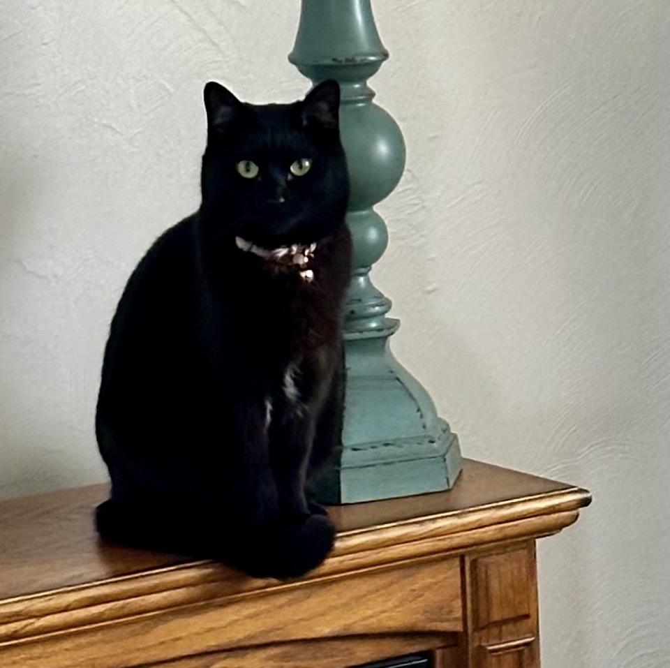 Louis Litt, Adoptable, Adult Male Domestic Short Hair.