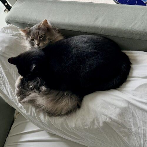 Enlarge Louis Litt, a Adoptable Domestic Short Hair in Fishers, IN image 3/3