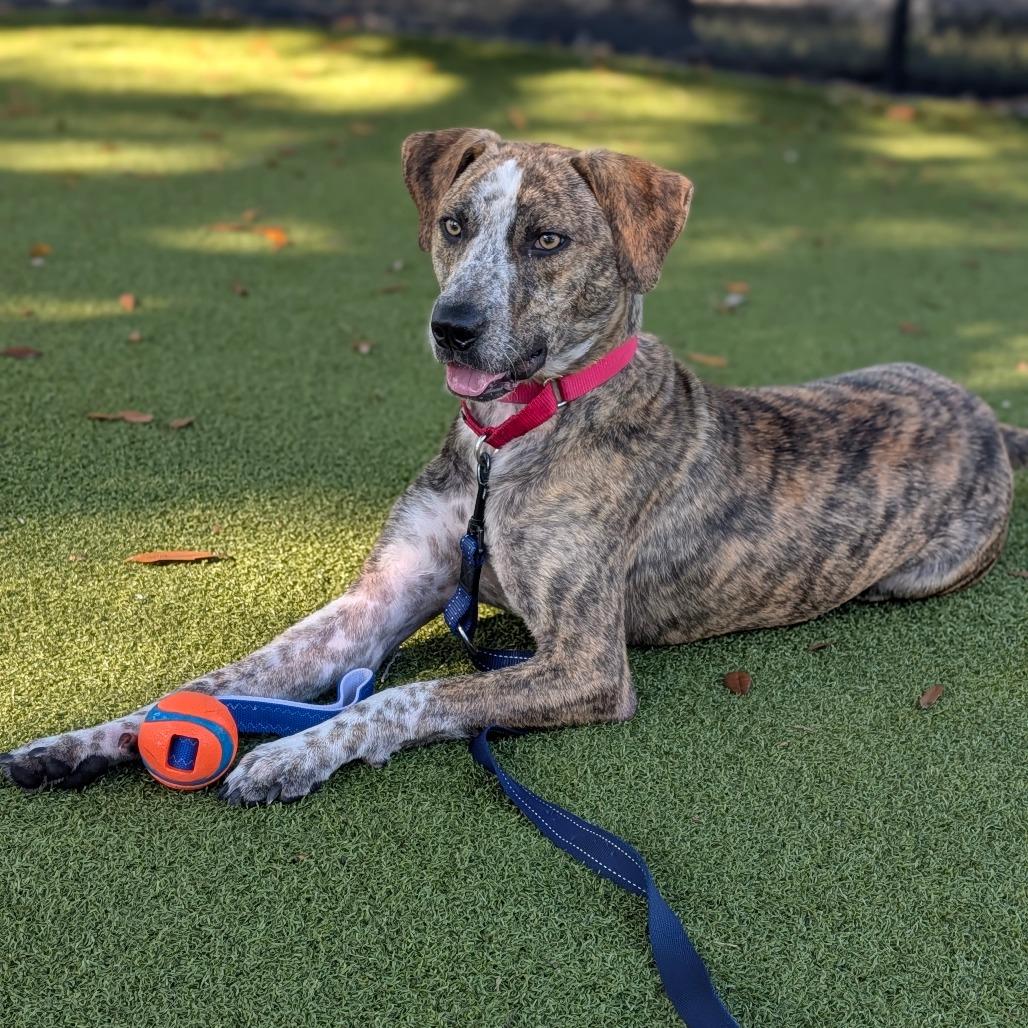 Duck, Adoptable, Young Male Mixed Breed.