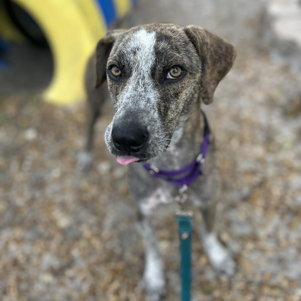 Duck, Adoptable, Young Male Mixed Breed.