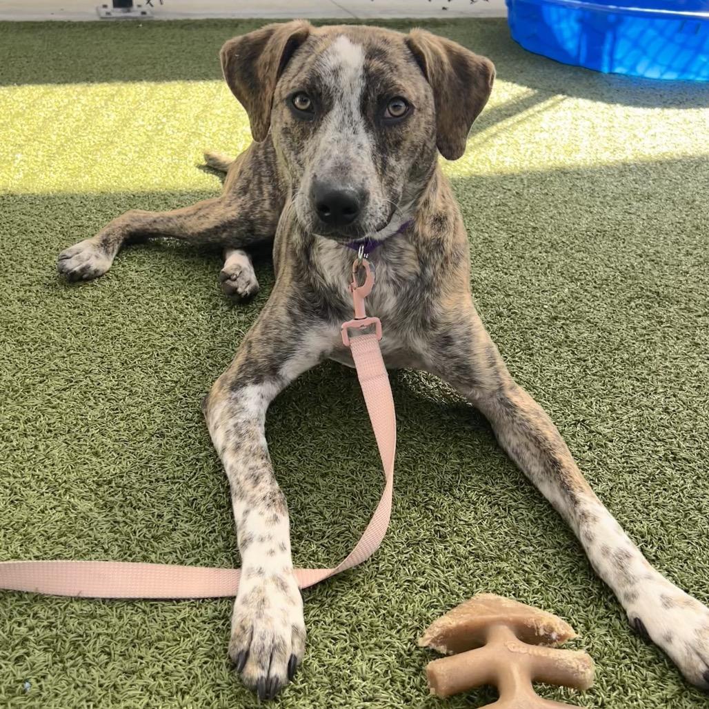 Enlarge Duck, a Adoptable Mixed Breed in Sarasota, FL image 2/6