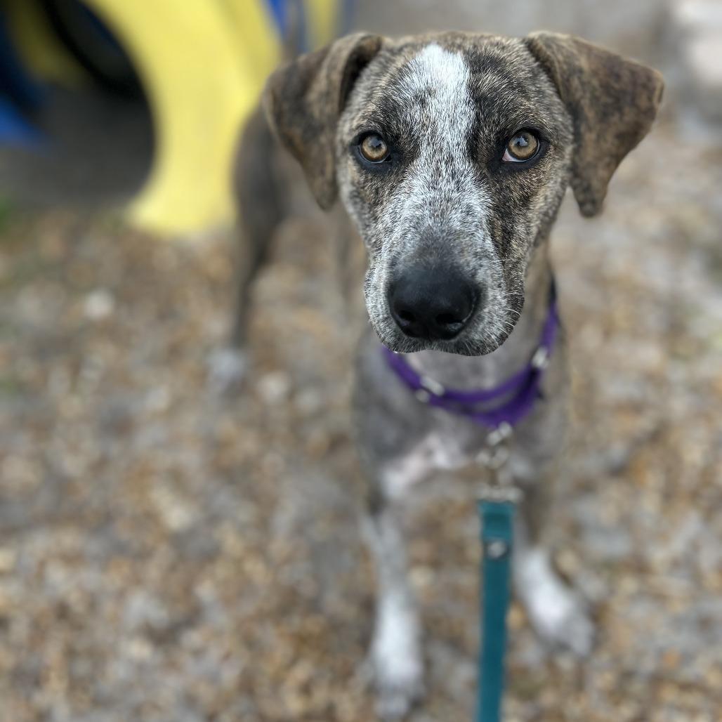Enlarge Duck, a Adoptable Mixed Breed in Sarasota, FL image 3/6