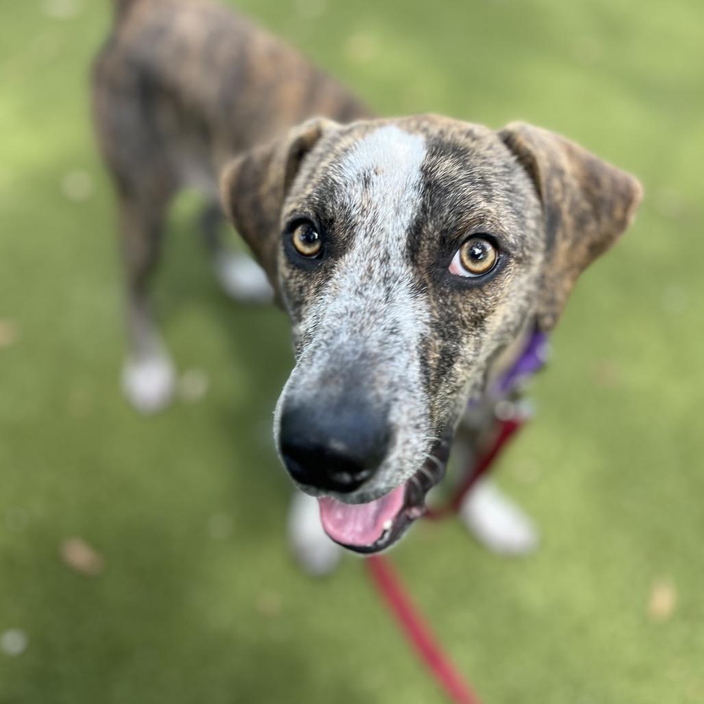 Enlarge Duck, a Adoptable Mixed Breed in Sarasota, FL image 4/6