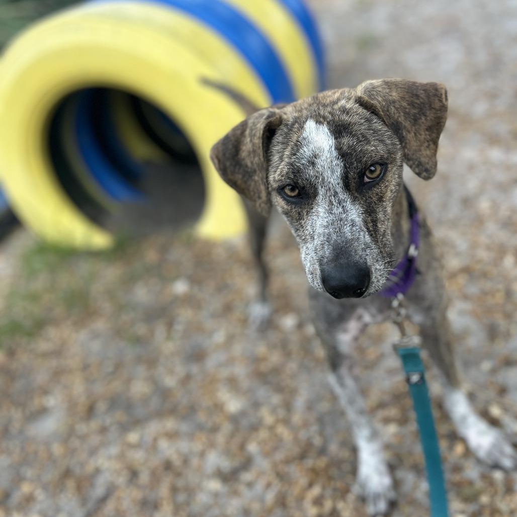 Enlarge Duck, a Adoptable Mixed Breed in Sarasota, FL image 5/6