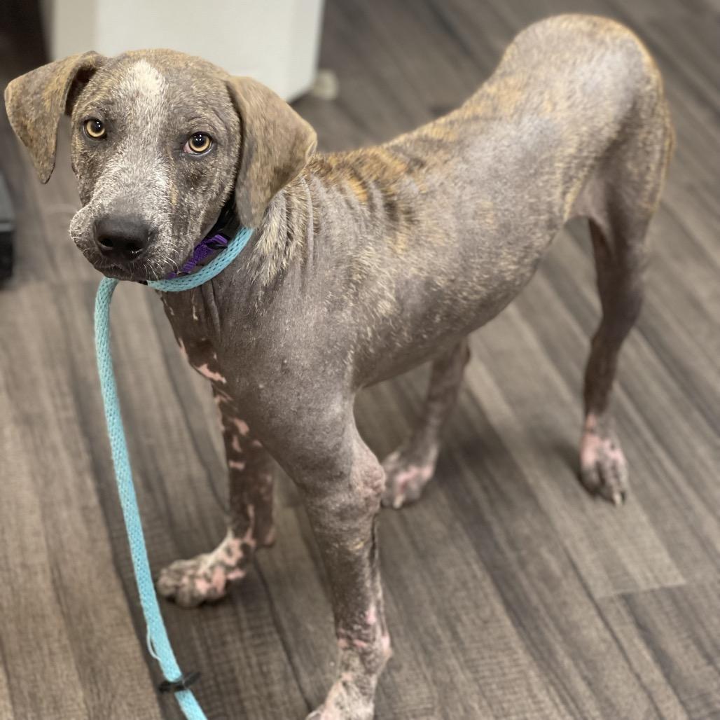 Enlarge Duck, a Adoptable Mixed Breed in Sarasota, FL image 6/6