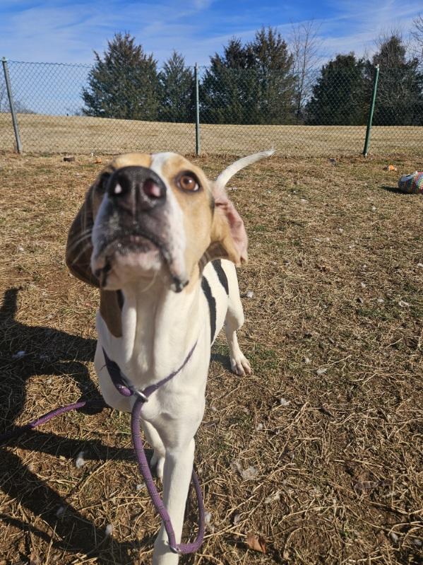 Enlarge Ding Dong, a ADOPTABLE Treeing Walker Coonhound in Culpeper, VA image 2/2