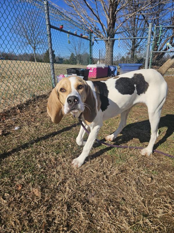 Ding Dong, ADOPTABLE, Young Female Treeing Walker Coonhound.