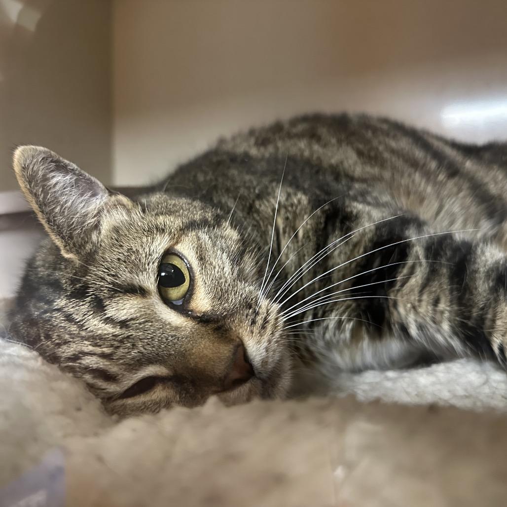 Leafpool, Adoptable, Adult Female Domestic Short Hair.