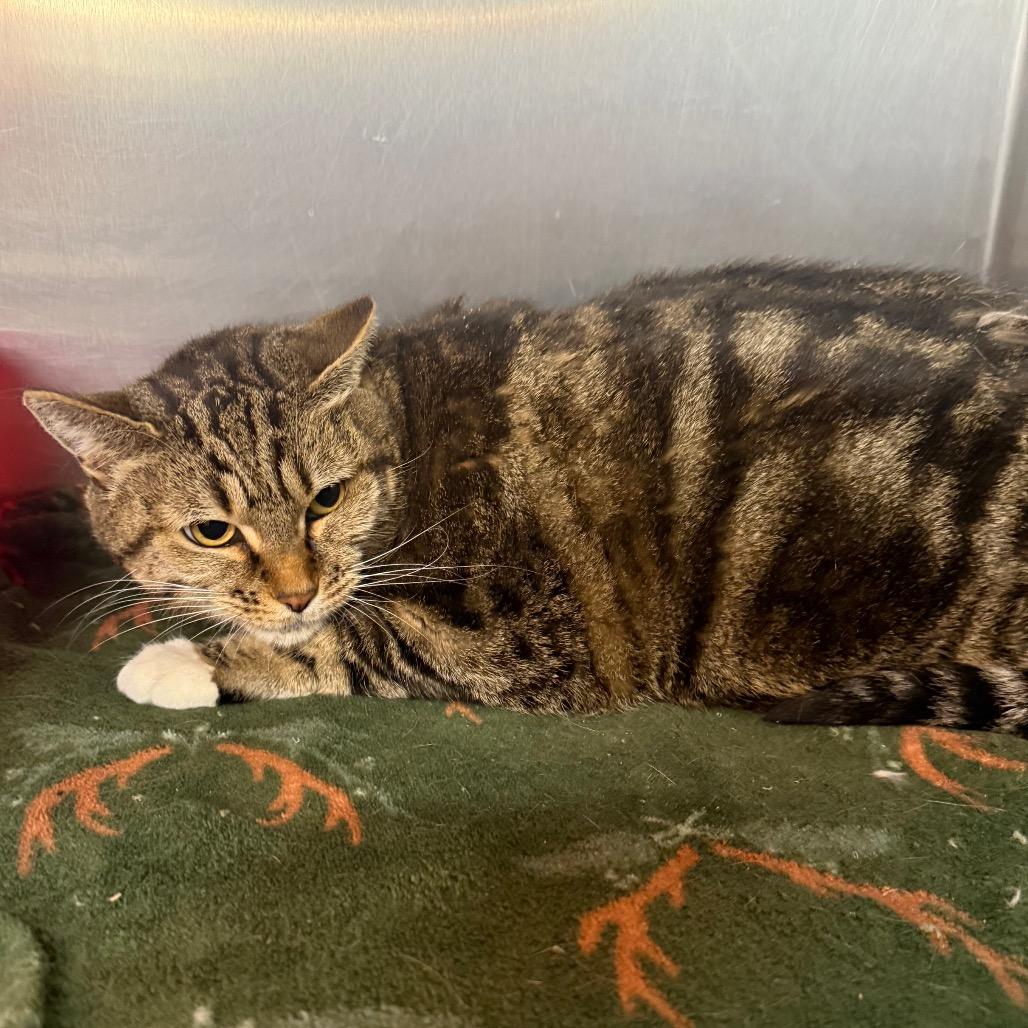 Enlarge Leafpool, a Adoptable Domestic Short Hair in Spokane, WA image 2/6