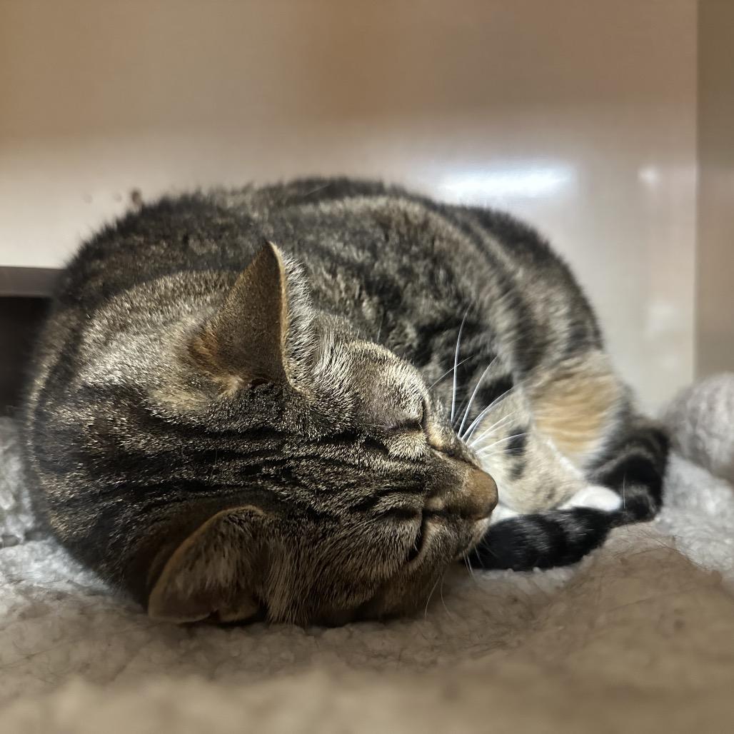 Enlarge Leafpool, a Adoptable Domestic Short Hair in Spokane, WA image 3/6