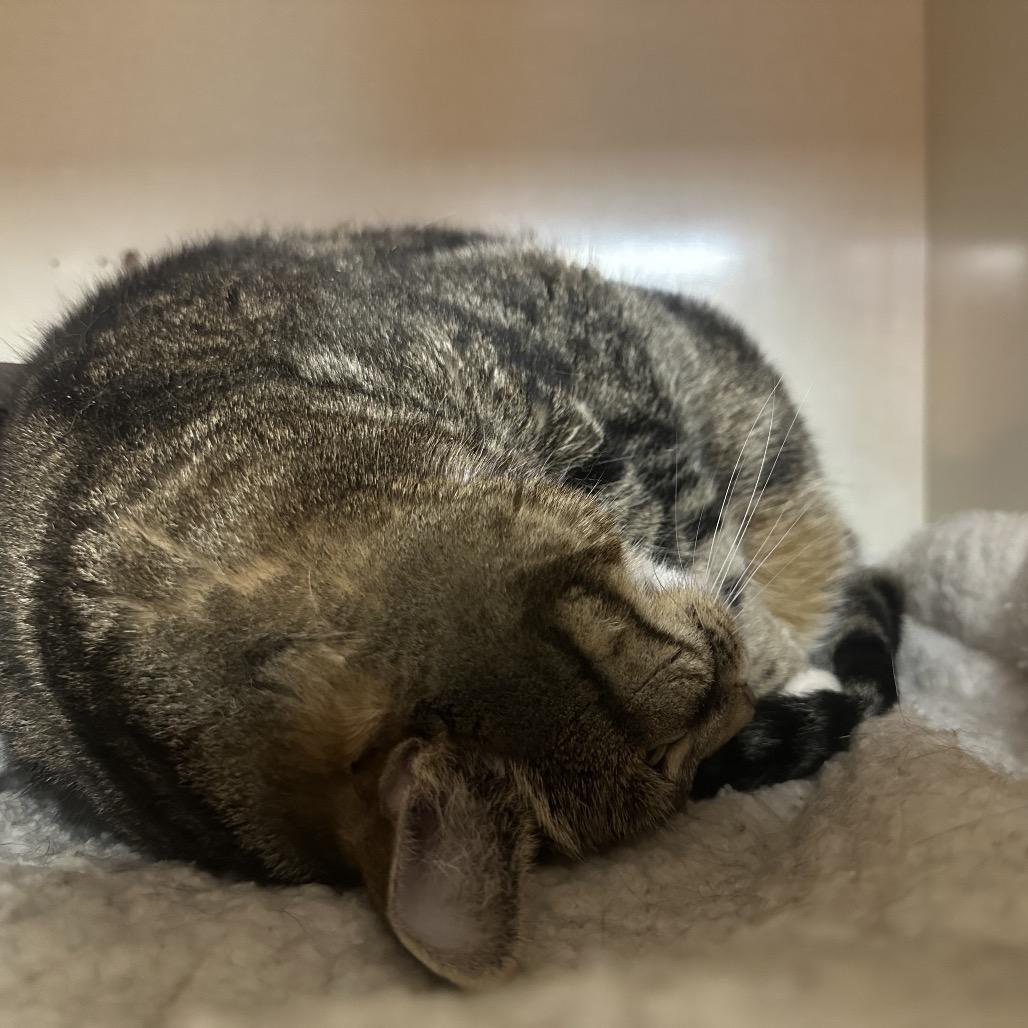 Enlarge Leafpool, a Adoptable Domestic Short Hair in Spokane, WA image 4/6
