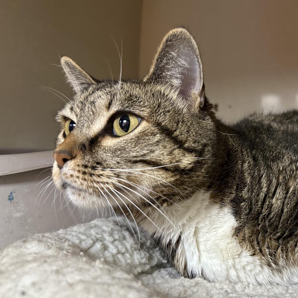 Enlarge Leafpool, a Adoptable Domestic Short Hair in Spokane, WA image 5/6