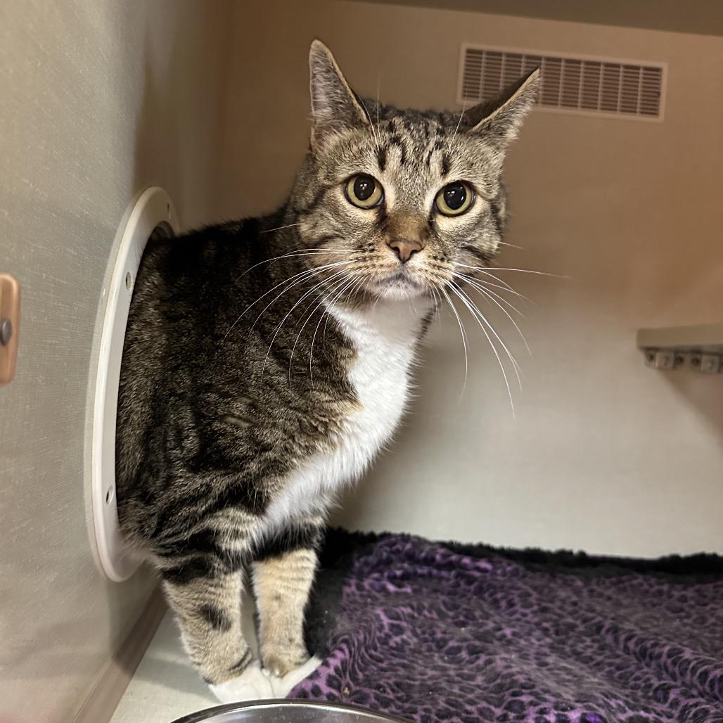 Enlarge Leafpool, a Adoptable Domestic Short Hair in Spokane, WA image 6/6