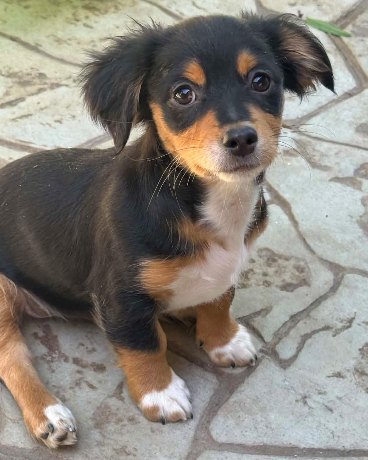 Merle, a Adopted mixed breed in Corona, CA image 3/3