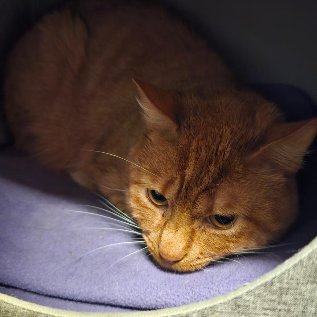 Enlarge Kiki, a Adoptable Domestic Short Hair in Brownsville, VT image 1/1