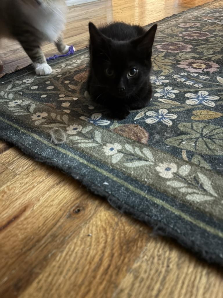 Enlarge Wisp, a Adoptable Domestic Short Hair in Campbellsville, KY image 5/6
