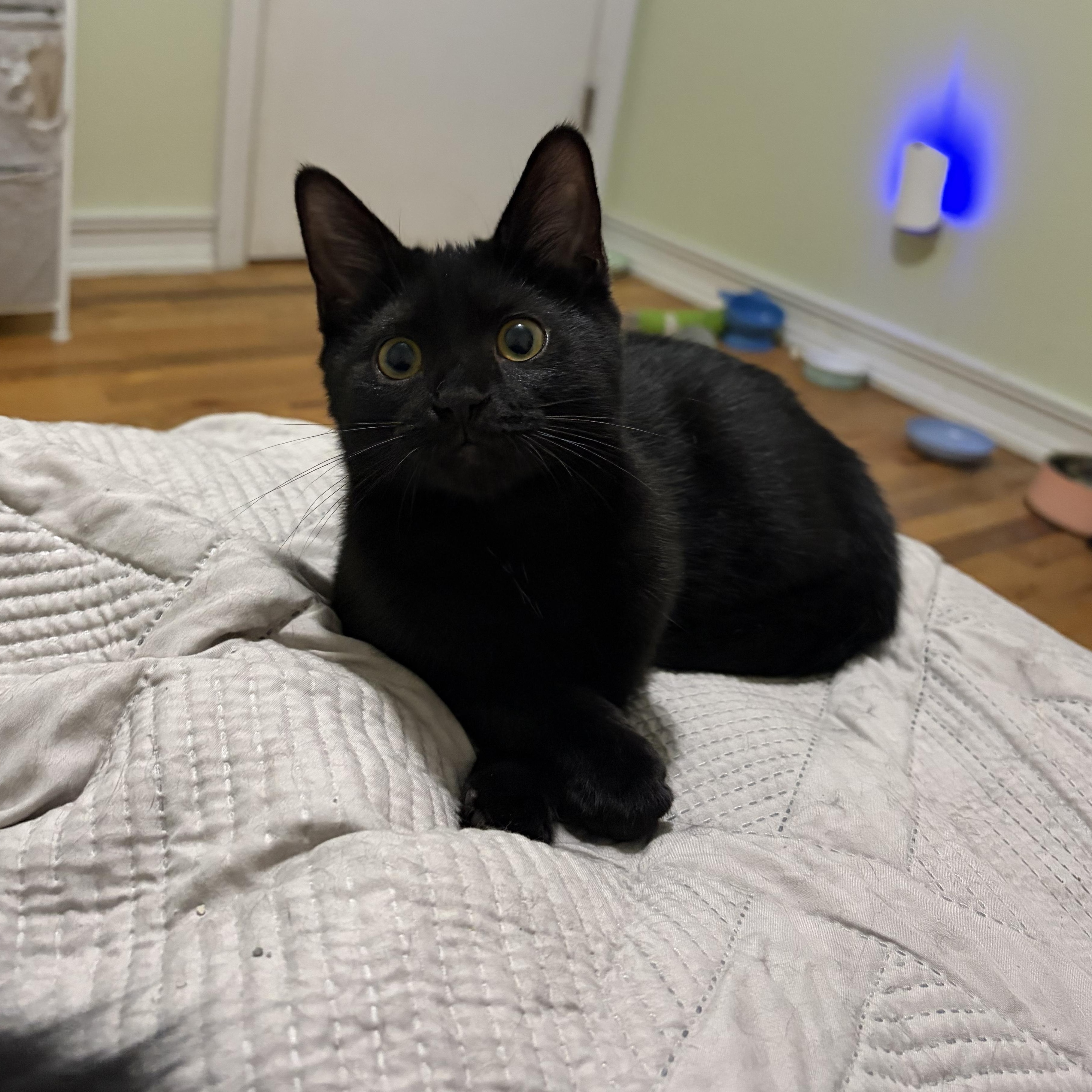 Enlarge Wisp, a Adoptable Domestic Short Hair in Campbellsville, KY image 1/6