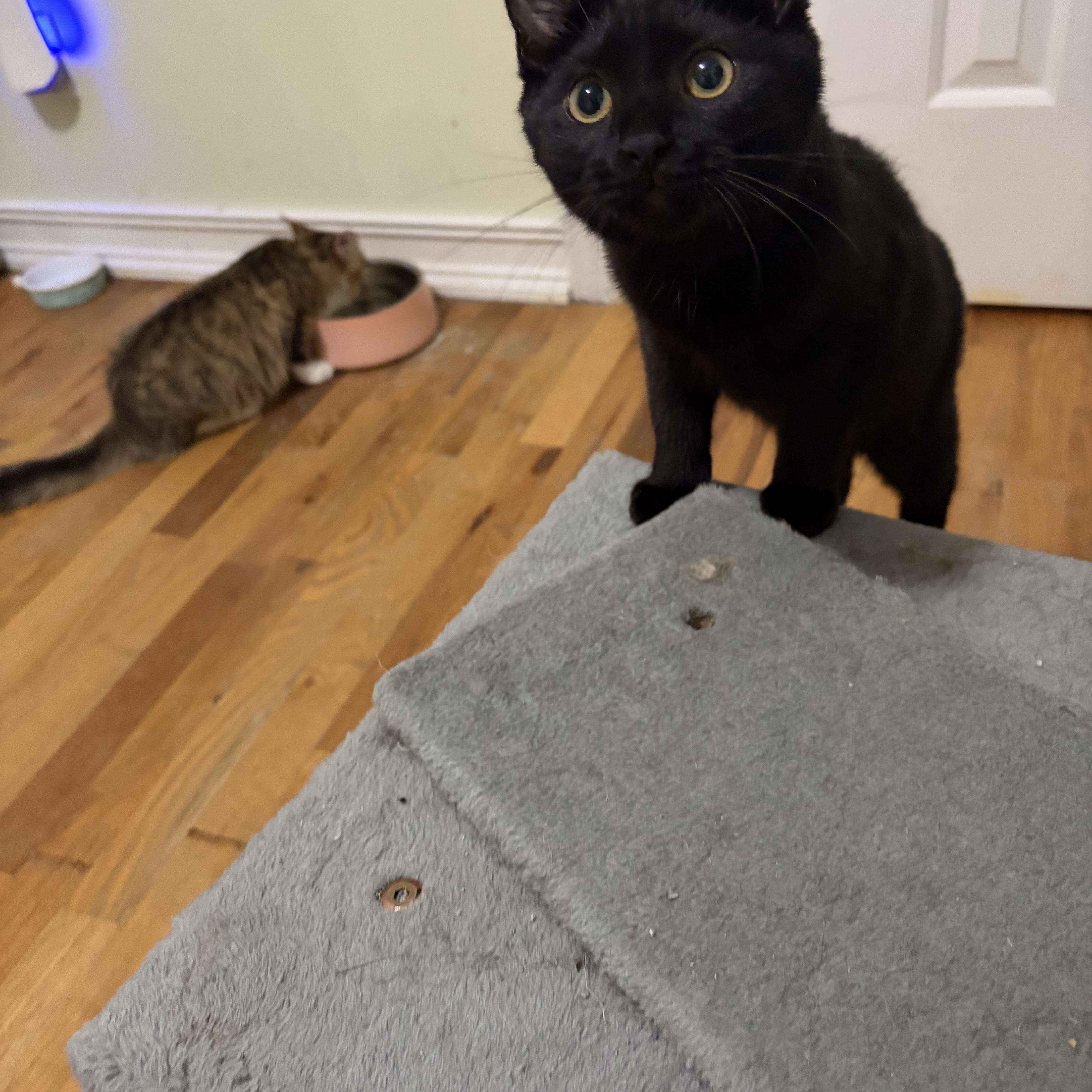Enlarge Wisp, a Adoptable Domestic Short Hair in Campbellsville, KY image 6/6