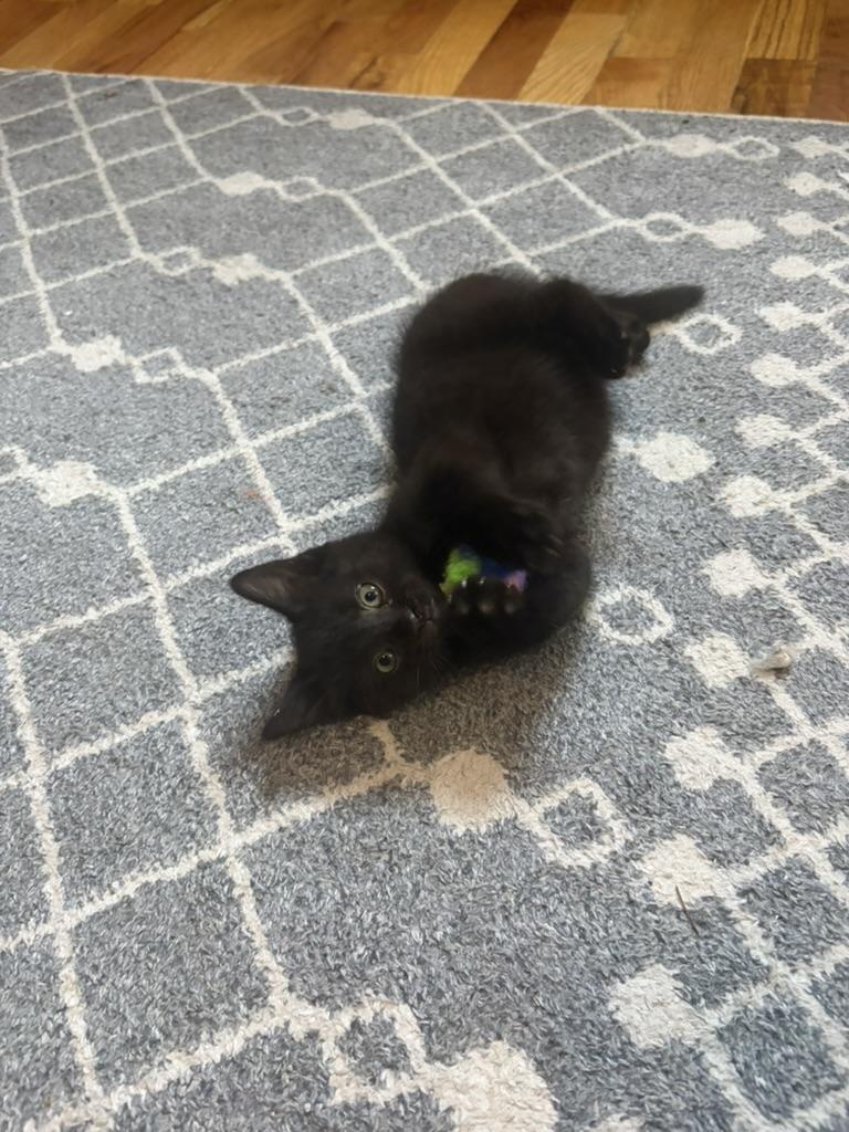 Enlarge Wisp, a Adoptable Domestic Short Hair in Campbellsville, KY image 4/6