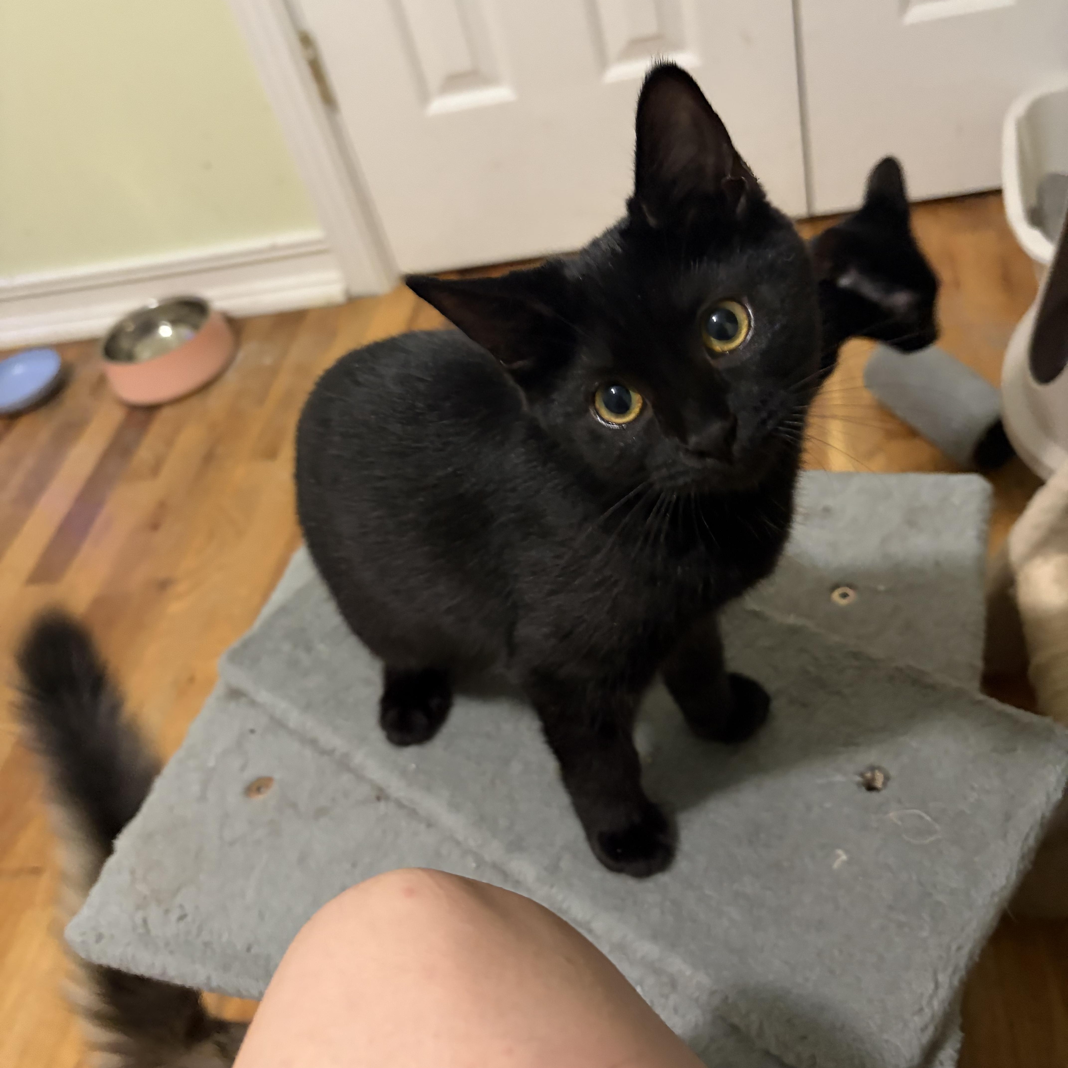 Enlarge Wisp, a Adoptable Domestic Short Hair in Campbellsville, KY image 2/6