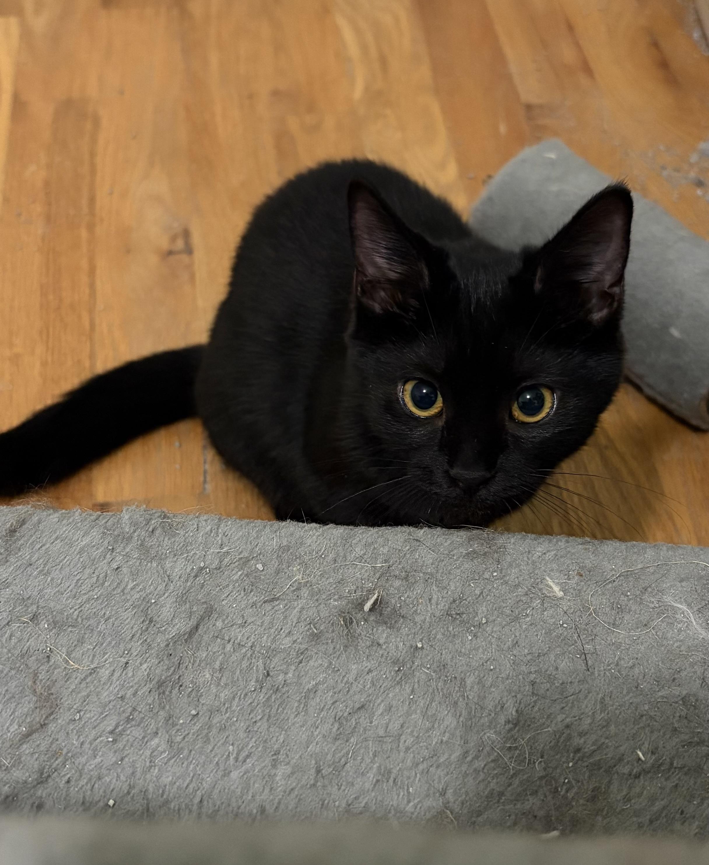 Enlarge Wisp, a Adoptable Domestic Short Hair in Campbellsville, KY image 3/6