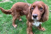 Enlarge Ruger, a ADOPTABLE mixed breed in Marion, MA image 1/3