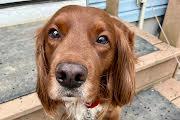 Enlarge Ruger, a ADOPTABLE mixed breed in Marion, MA image 2/3