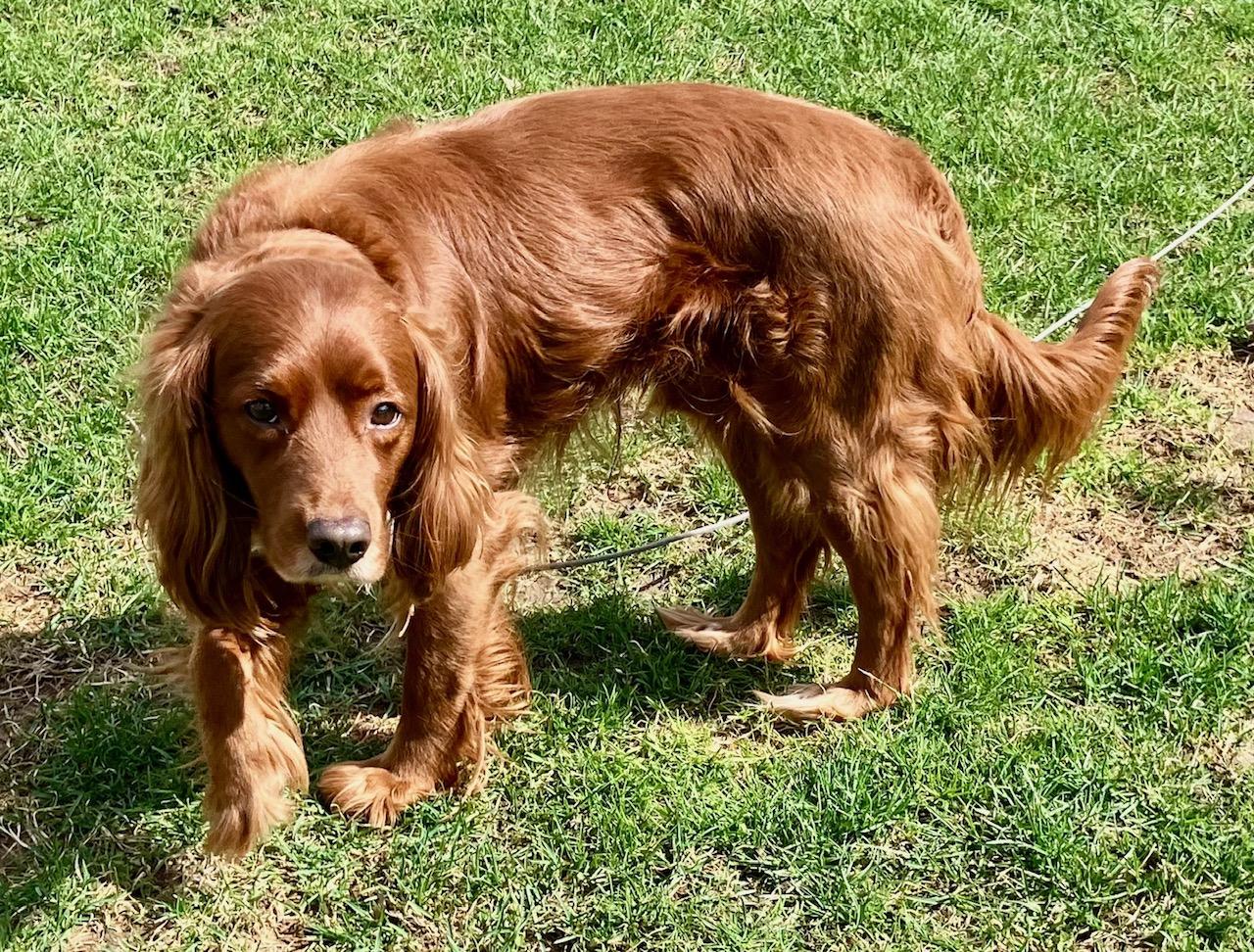 Enlarge Ruger, a ADOPTABLE mixed breed in Marion, MA image 3/3