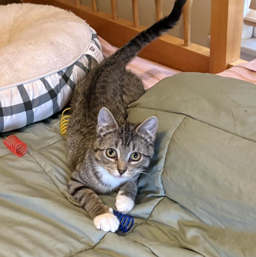 Enlarge Emmie, an adopted Domestic Short Hair in Solon, IA image 4/6