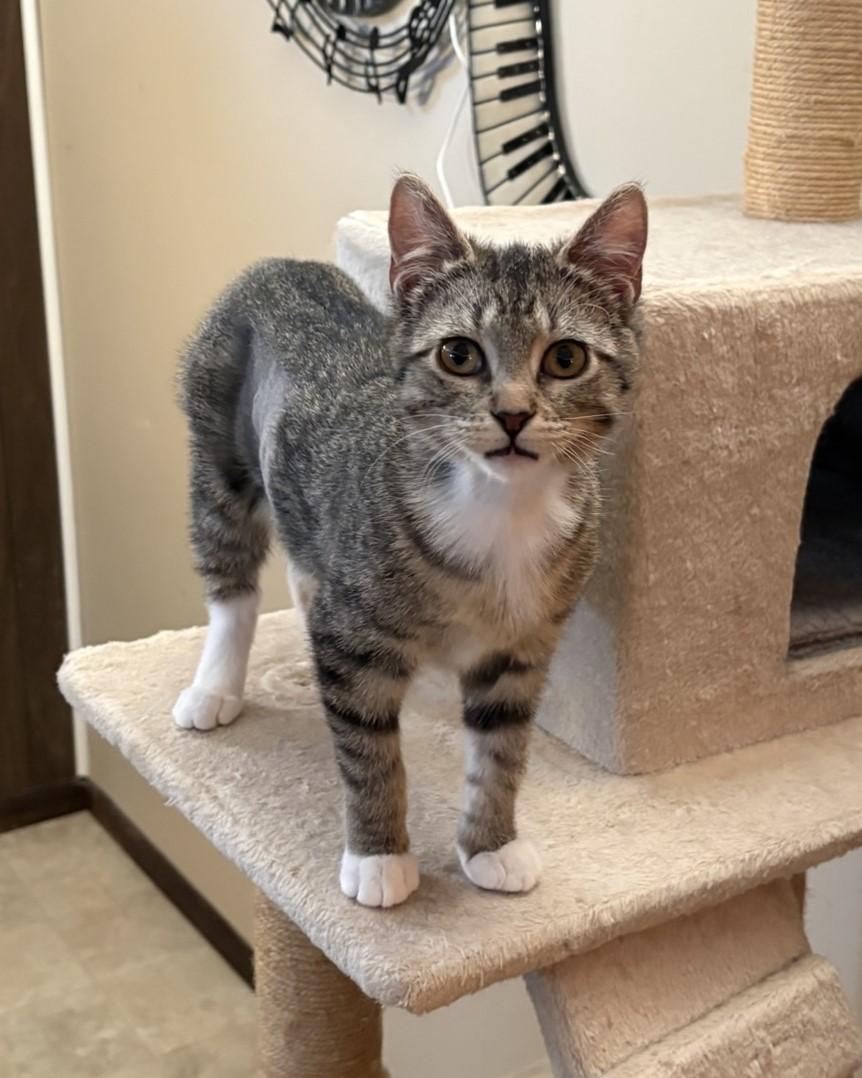 Enlarge Emmie, a ADOPTABLE Domestic Short Hair in Solon, IA image 5/6